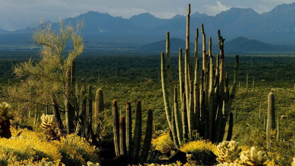 Tucson Ward 5 March 2021
