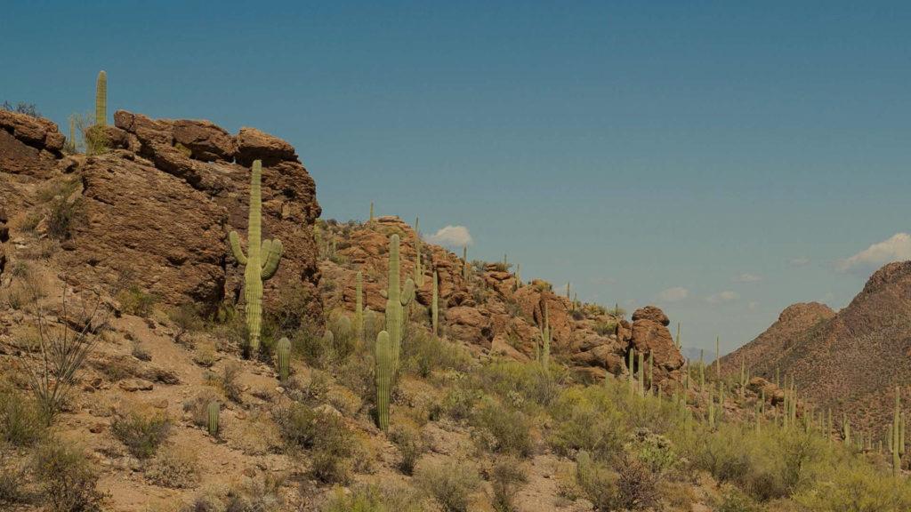 VERANO CONSULADO TUCSON JULIO 2021