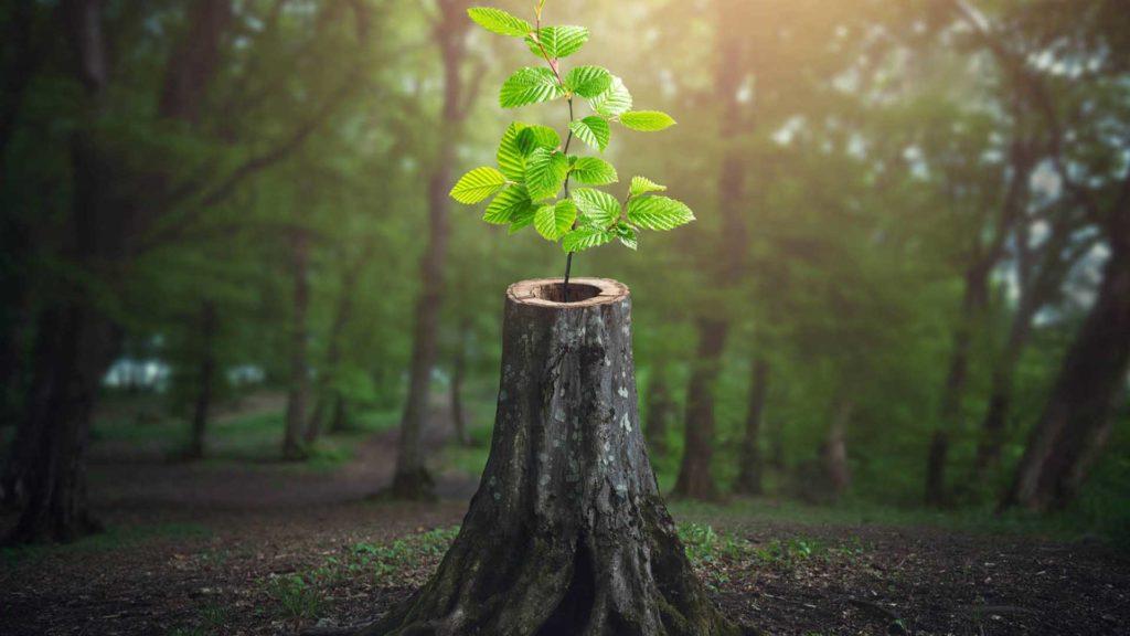 Resiliencia Agosto 2021