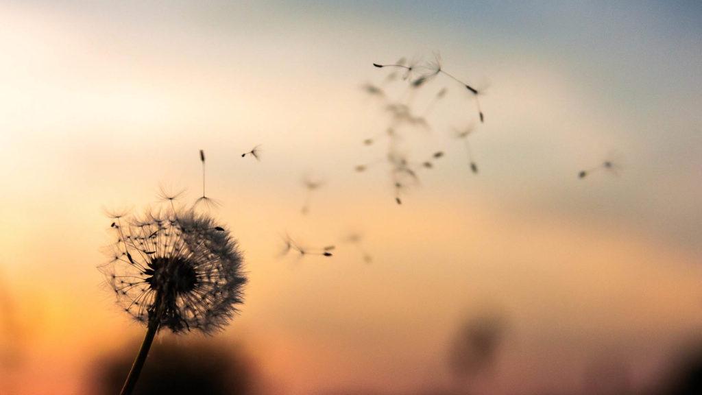 ¿Qué es la inteligencia emocional? Tradicionalmente se ha entendido la inteligencia emocional como la capacidad cognitiva o mental de una persona