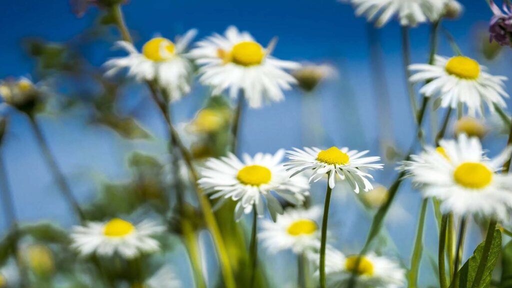 Llegó Abril Hola Tucson Mgz