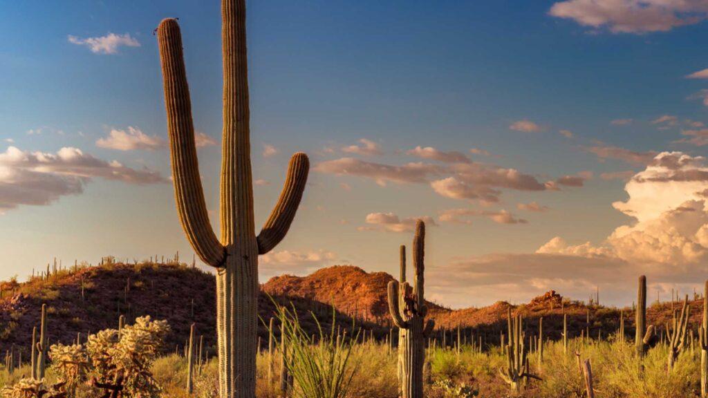 Junio verano Consulado Hola Tucson Mgz