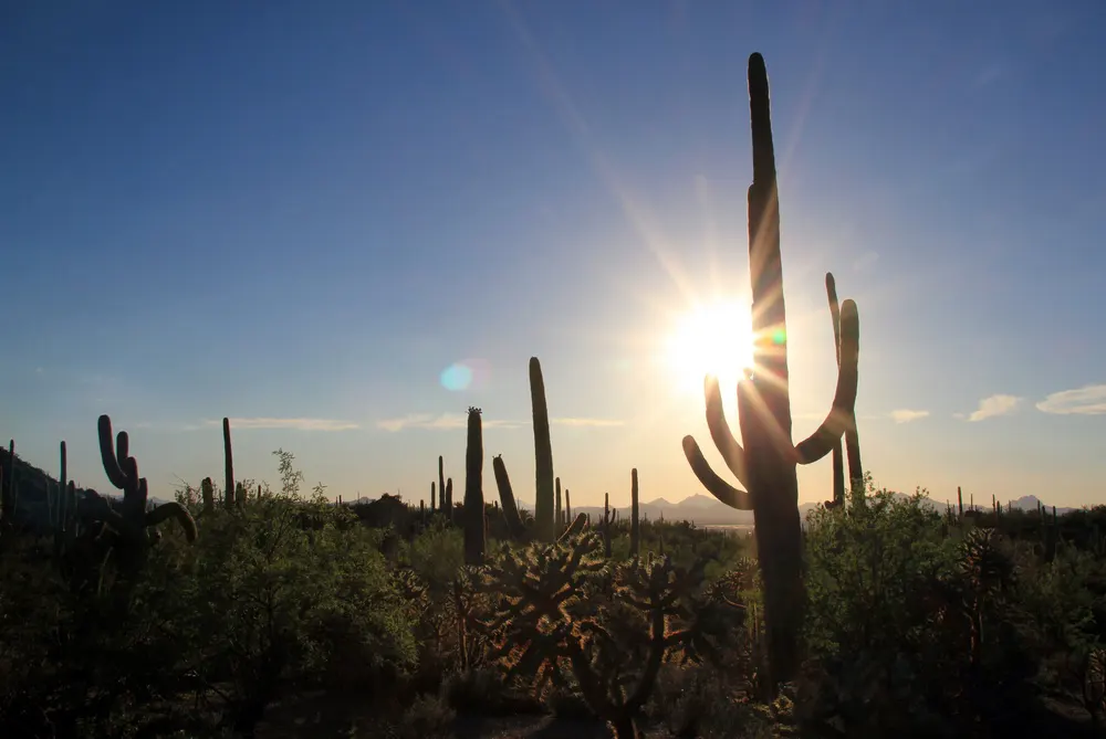 Consejos para pasar el invierno en Tucson Hola Tucson Mgz