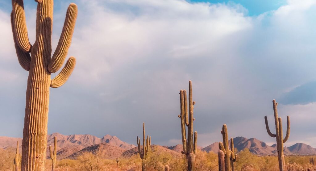 Consulado verano 2024