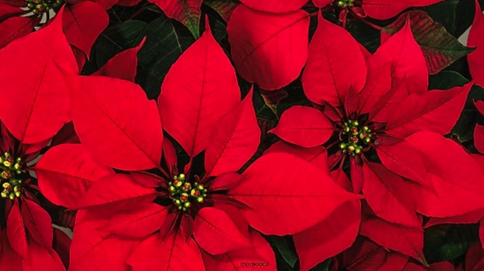 Nos complace enormemente llegar junto con ustedes, lectores, anunciantes y amigos al final de este año, lleno de acontecimientos